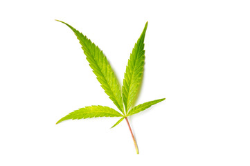 Marijuana leaves isolated on white