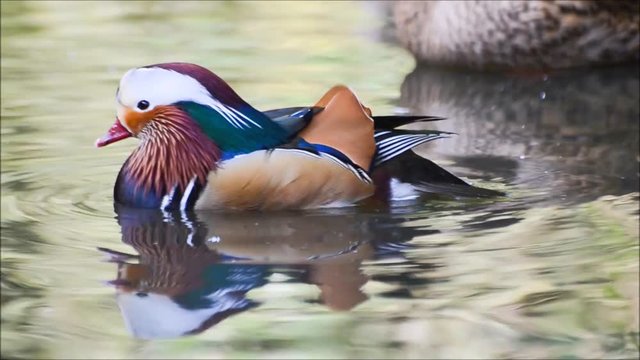 Male mandarin duck swimming on a pond. 