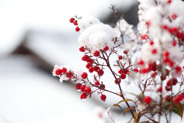 雪の積もった南天
