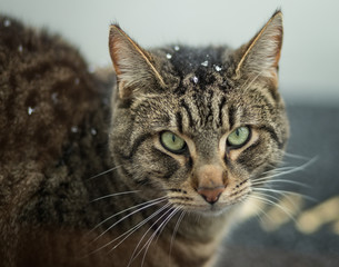 Cat with some snow flakes on it's head