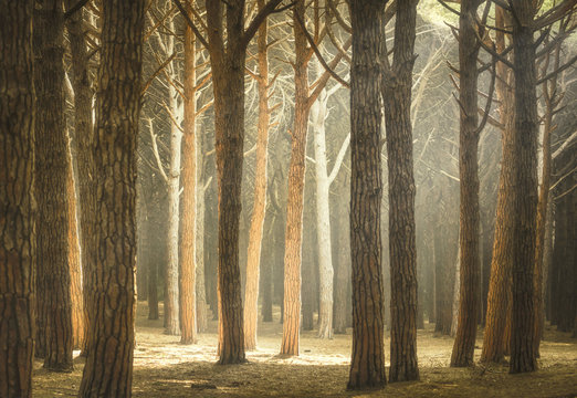 Fototapeta Italian Pine tree misty forest or pinewood. Maremma Tuscany