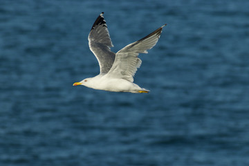 Yellow-legged gull ( Larus michahellis )