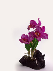 Plastic Floral Bouquet of  Flowers on White Background.