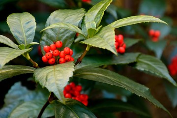 センリョウの赤い果実