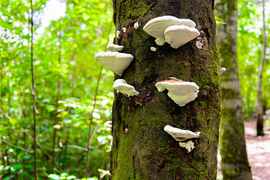 Mushrooms on a timber in nature
