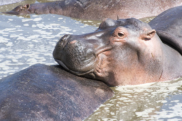 Hippopotamus in a pool in Tanzania