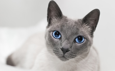Gato Siamês