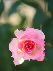 バラ　ピンク色