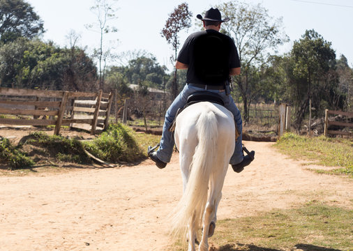 cavalo estrada