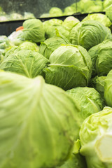 Fototapeta premium Background pattern of cabbage 
