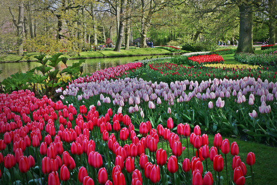 The varity color of tulips in Holland