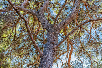 Pine tree treetop