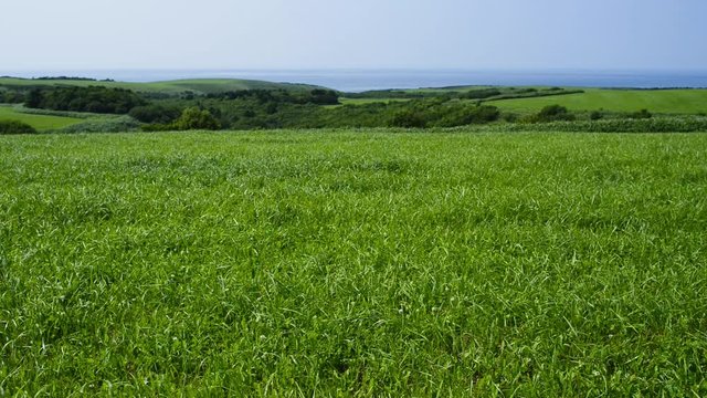 宗谷丘陵の牧場