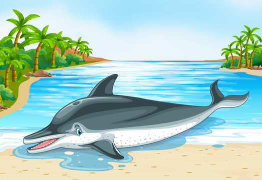 Dolphin lying on shore