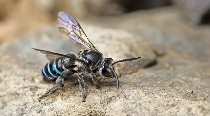 Bee, Bee find food on the rocks, Bee of thailand