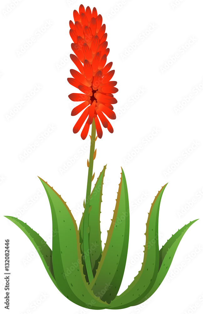 Wall mural aloe vera with red flowers