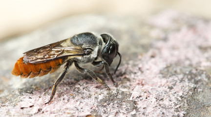 Bee, Bee find food on the rocks, Bee of thailand