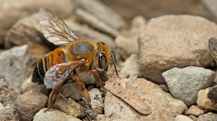 Bee, Bee find food on the rocks, Bee of thailand