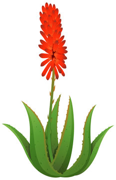 Aloe vera with red flowers