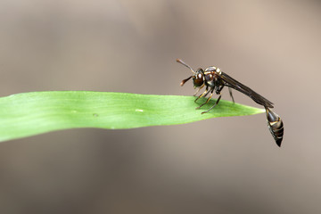 Bee, Bee of Thailand, Bee rest green leaf 