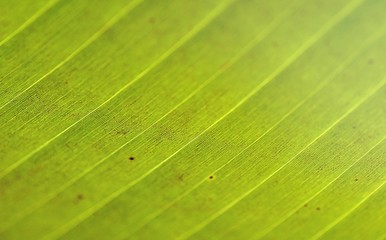 the stripe on the green leaf in closeup