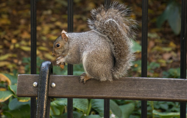 Naklejka na ściany i meble squirrel at the park
