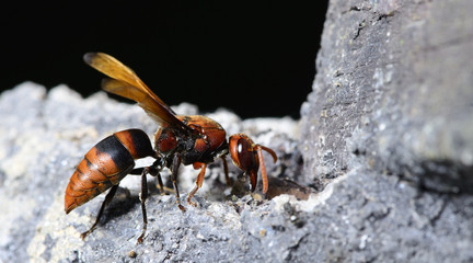 Bee, Bee find food on the rocks, Bee of thailand