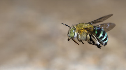 Bee/Bee Beautiful/Cuckoo Wasp