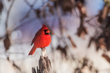Northern Cardinal Male (cardinalis cardinalis)