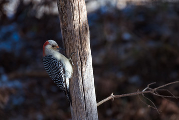 Female red bellied woodpecker (Melanerpes carolinus)  on a fence