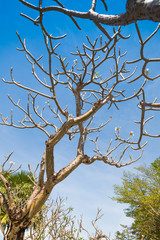 Frangipani tree without leaf.