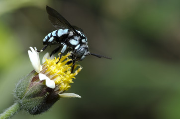 Bee, Neon Cuckoo Bee,Bee are eating honeydew on a yellow flower.