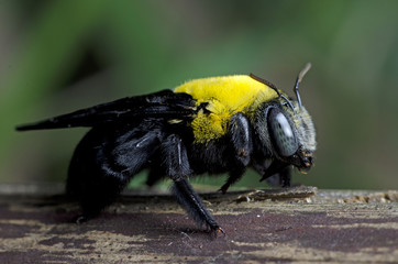 Bee, Tropical carpenter bee ( Xylocopa latipes ),  Tropical carp