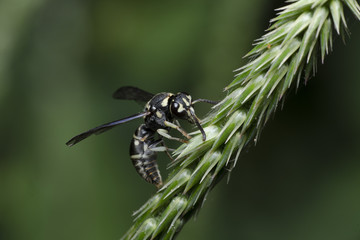 Bee, Bees are foraging on flowers. Bee Beautiful