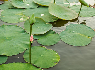 Snails lay eggs on a lotus.