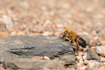 Bee, Bee find food on the rocks, Bee of Thailand