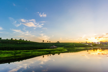 Sunset view of tea plantation landscape