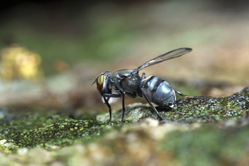 Bee, Bee find food on the rocks, Bee of Thailand