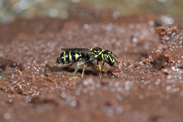 Bee, Bee find food on the rocks, Bee of Thailand