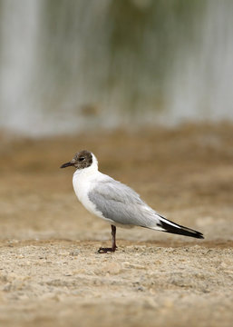 Seagulls are typically medium to large birds and grey or white i