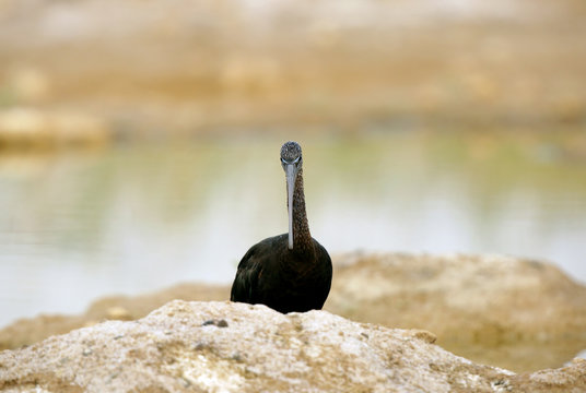 Glossy Ibis behind a mound in the lake Buhair, Bahrain