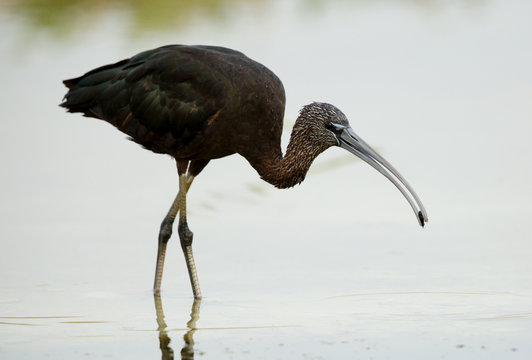 Glossy Ibis in the lake in Buharin, Bahrain
