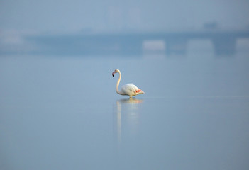 Greater Flamingo