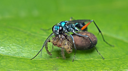 Bee/Bee Beautiful/Cuckoo Wasp