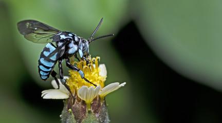 Bee/Bee Beautiful/Cuckoo Wasp