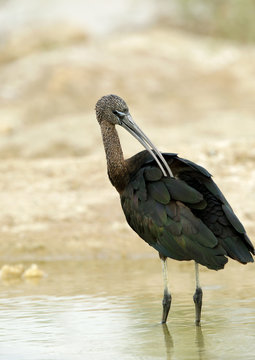 Glossy Ibis preening