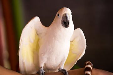 bird1111