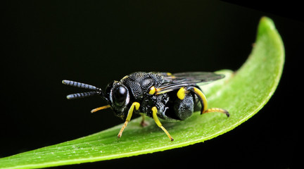 Bee/Yellow-legged Chalcid/Bee on Leaves/Bee Beautiful