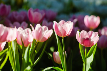 amazing beautiful tulips in garden. tulip is looking soft and colorful.
