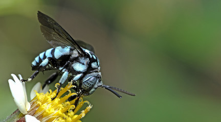 Bee/Bee Beautiful/Cuckoo Wasp